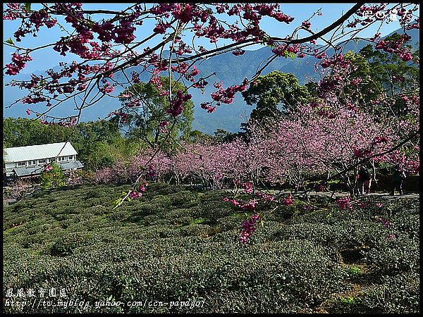 【農夫愛賞花】櫻花隧道‧台大實驗林鳳凰自然教育園區 @假日農夫愛趴趴照