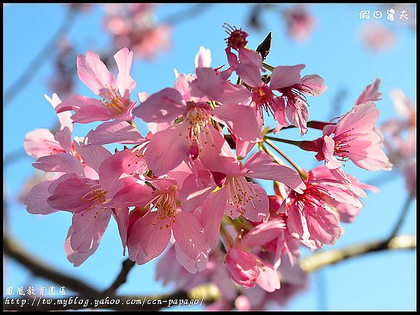 【農夫愛賞花】櫻花隧道‧台大實驗林鳳凰自然教育園區 @假日農夫愛趴趴照