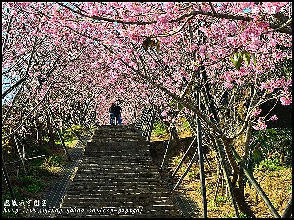 【農夫愛賞花】櫻花隧道‧台大實驗林鳳凰自然教育園區 @假日農夫愛趴趴照