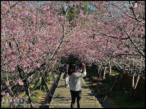 【農夫愛賞花】櫻花隧道‧台大實驗林鳳凰自然教育園區 @假日農夫愛趴趴照