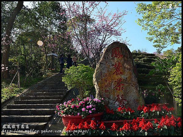 【農夫愛賞花】櫻花隧道‧台大實驗林鳳凰自然教育園區 @假日農夫愛趴趴照