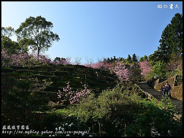 【農夫愛賞花】櫻花隧道‧台大實驗林鳳凰自然教育園區 @假日農夫愛趴趴照