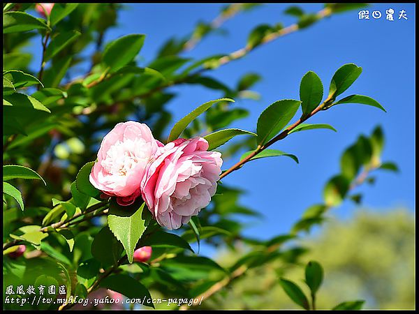 【農夫愛賞花】櫻花隧道‧台大實驗林鳳凰自然教育園區 @假日農夫愛趴趴照