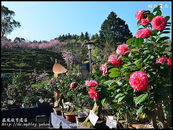 【農夫愛賞花】櫻花隧道‧台大實驗林鳳凰自然教育園區 @假日農夫愛趴趴照