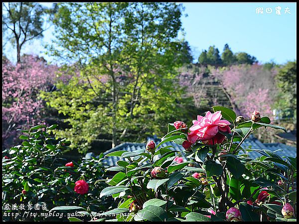 【農夫愛賞花】櫻花隧道‧台大實驗林鳳凰自然教育園區 @假日農夫愛趴趴照