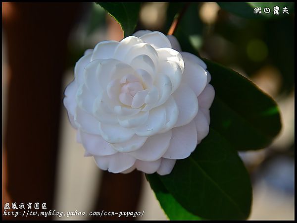 【農夫愛賞花】櫻花隧道‧台大實驗林鳳凰自然教育園區 @假日農夫愛趴趴照