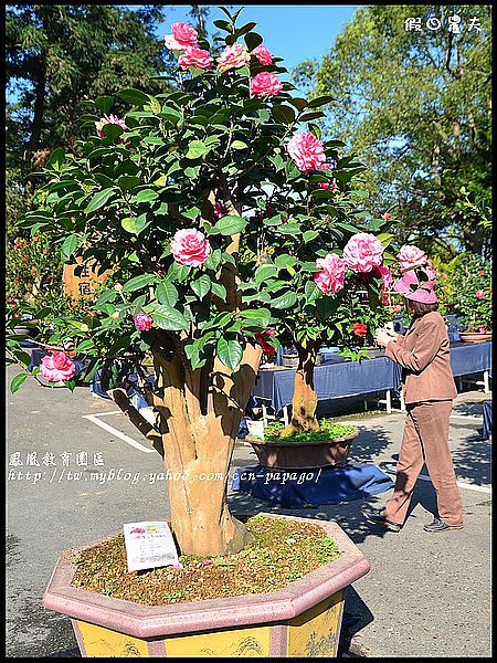 【農夫愛賞花】櫻花隧道‧台大實驗林鳳凰自然教育園區 @假日農夫愛趴趴照