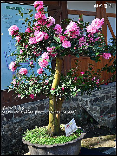 【農夫愛賞花】櫻花隧道‧台大實驗林鳳凰自然教育園區 @假日農夫愛趴趴照