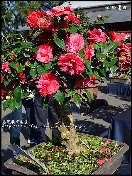 【農夫愛賞花】櫻花隧道‧台大實驗林鳳凰自然教育園區 @假日農夫愛趴趴照