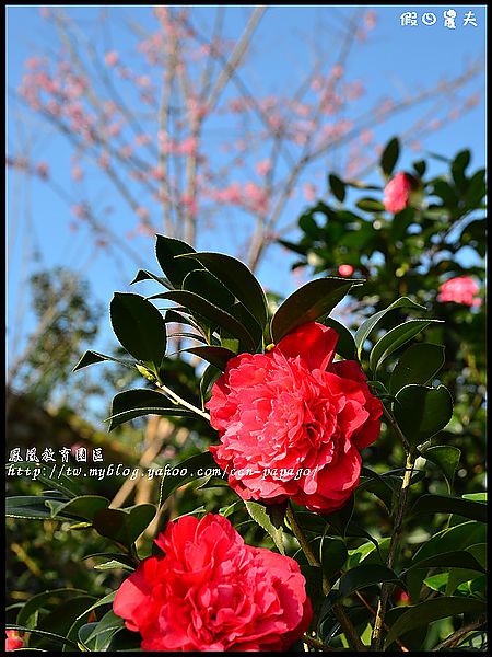 【農夫愛賞花】櫻花隧道‧台大實驗林鳳凰自然教育園區 @假日農夫愛趴趴照