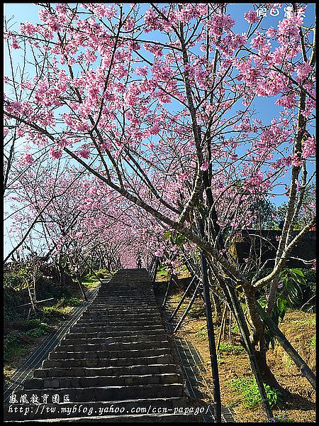 【農夫愛賞花】櫻花隧道‧台大實驗林鳳凰自然教育園區 @假日農夫愛趴趴照