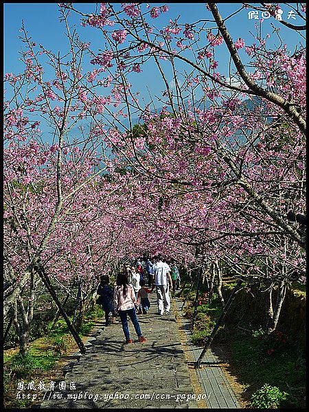 【農夫愛賞花】櫻花隧道‧台大實驗林鳳凰自然教育園區 @假日農夫愛趴趴照