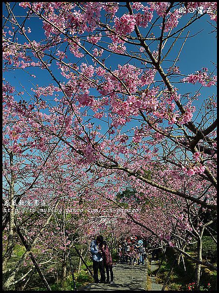 【農夫愛賞花】櫻花隧道‧台大實驗林鳳凰自然教育園區 @假日農夫愛趴趴照