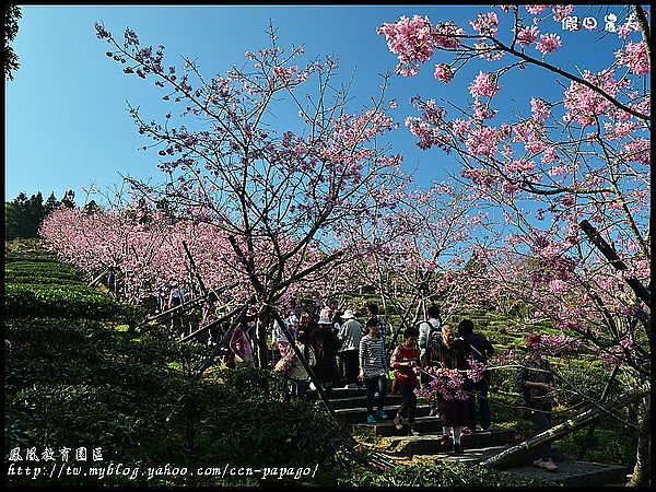 【農夫愛賞花】櫻花隧道‧台大實驗林鳳凰自然教育園區 @假日農夫愛趴趴照