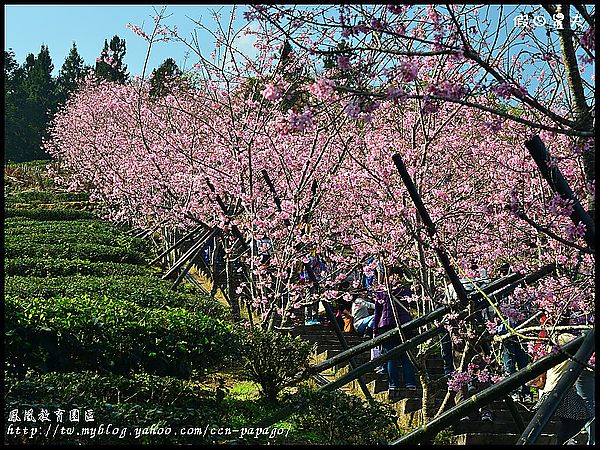 【農夫愛賞花】櫻花隧道‧台大實驗林鳳凰自然教育園區 @假日農夫愛趴趴照