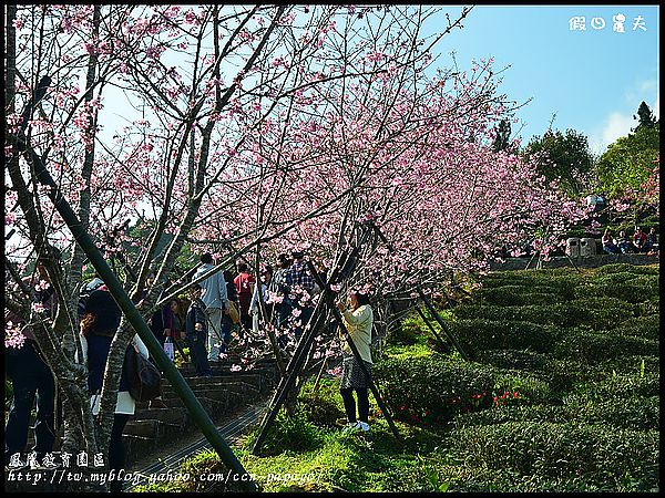 【農夫愛賞花】櫻花隧道‧台大實驗林鳳凰自然教育園區 @假日農夫愛趴趴照