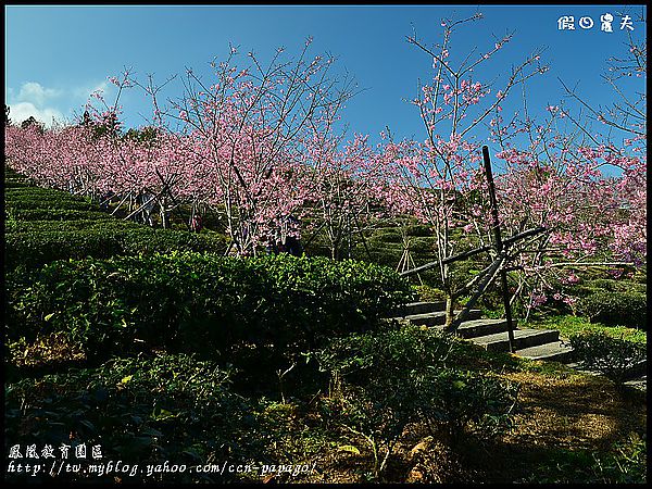 【農夫愛賞花】櫻花隧道‧台大實驗林鳳凰自然教育園區 @假日農夫愛趴趴照