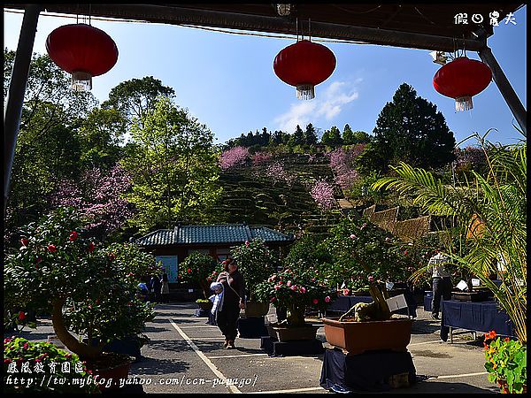 【農夫愛賞花】櫻花隧道‧台大實驗林鳳凰自然教育園區 @假日農夫愛趴趴照