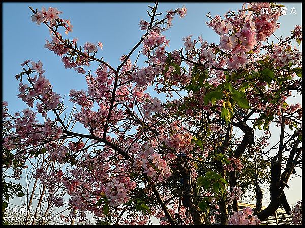 【走春好所在】台灣工藝文化園區‧員農櫻花園 @假日農夫愛趴趴照