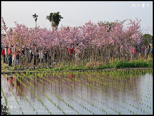 【走春好所在】台灣工藝文化園區‧員農櫻花園 @假日農夫愛趴趴照