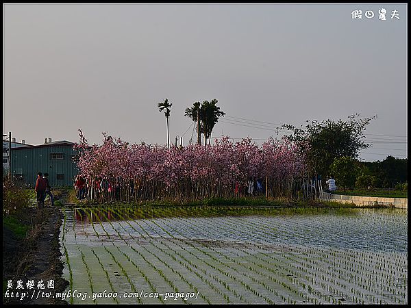 【走春好所在】台灣工藝文化園區‧員農櫻花園 @假日農夫愛趴趴照