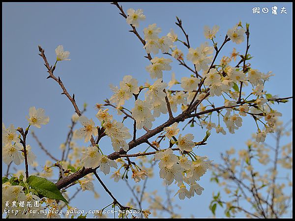 【走春好所在】台灣工藝文化園區‧員農櫻花園 @假日農夫愛趴趴照