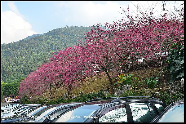 【南投景點】航海王樂園‧櫻花祭‧九族文化村 @假日農夫愛趴趴照