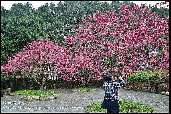 【南投景點】航海王樂園‧櫻花祭‧九族文化村 @假日農夫愛趴趴照