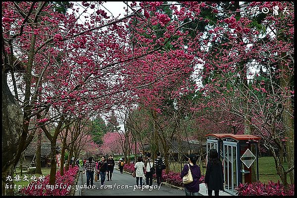 【南投景點】航海王樂園‧櫻花祭‧九族文化村 @假日農夫愛趴趴照