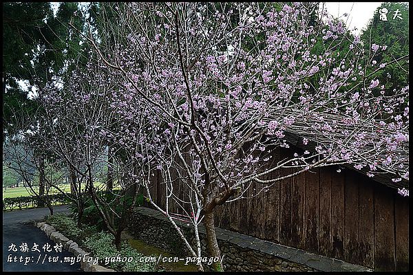 【南投景點】航海王樂園‧櫻花祭‧九族文化村 @假日農夫愛趴趴照