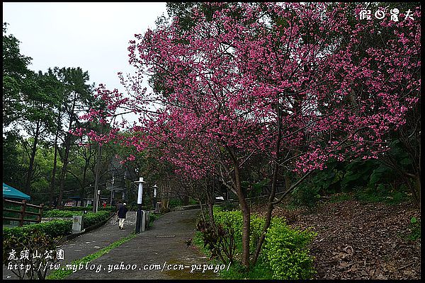 【桃園景點】可愛的貓頭鷹樹屋‧虎頭山公園 @假日農夫愛趴趴照