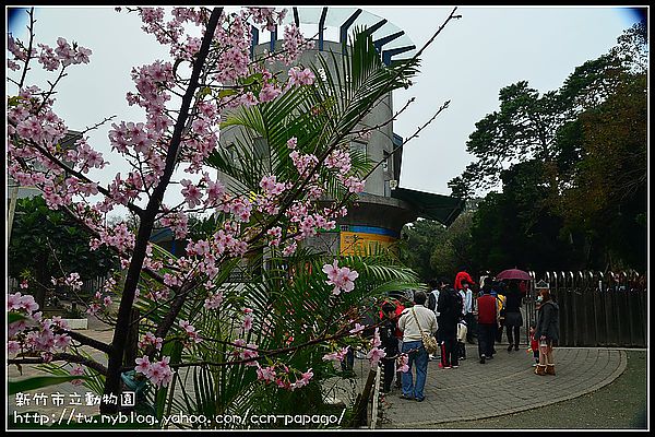 【新竹景點】新竹市立動物園．意外的賞櫻點 @假日農夫愛趴趴照