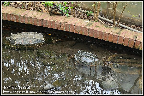 【新竹景點】新竹市立動物園．意外的賞櫻點 @假日農夫愛趴趴照