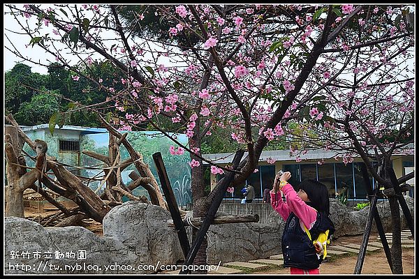 【新竹景點】新竹市立動物園．意外的賞櫻點 @假日農夫愛趴趴照