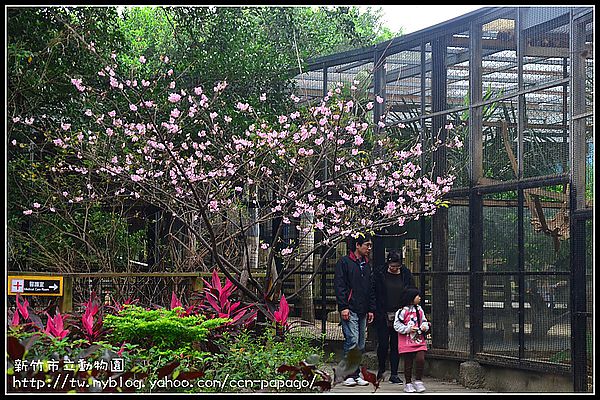 【新竹景點】新竹市立動物園．意外的賞櫻點 @假日農夫愛趴趴照