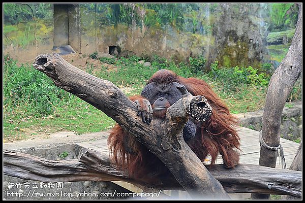 【新竹景點】新竹市立動物園．意外的賞櫻點 @假日農夫愛趴趴照