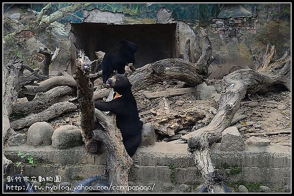 【新竹景點】新竹市立動物園．意外的賞櫻點 @假日農夫愛趴趴照