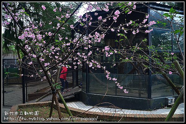 【新竹景點】新竹市立動物園．意外的賞櫻點 @假日農夫愛趴趴照