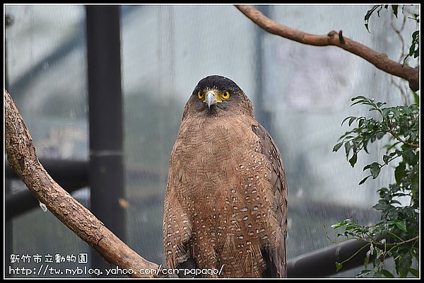 【新竹景點】新竹市立動物園．意外的賞櫻點 @假日農夫愛趴趴照