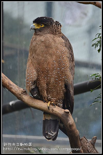 【新竹景點】新竹市立動物園．意外的賞櫻點 @假日農夫愛趴趴照