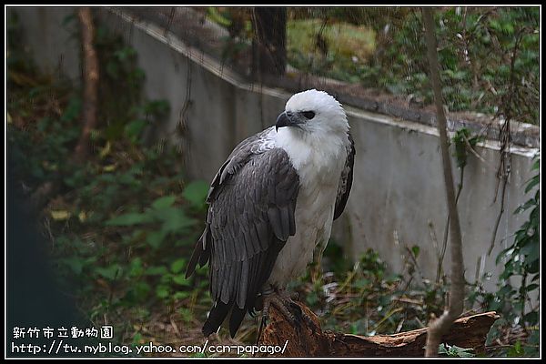 【新竹景點】新竹市立動物園．意外的賞櫻點 @假日農夫愛趴趴照