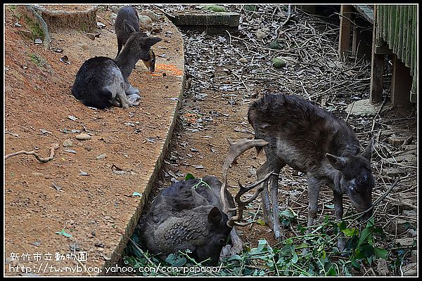 【新竹景點】新竹市立動物園．意外的賞櫻點 @假日農夫愛趴趴照