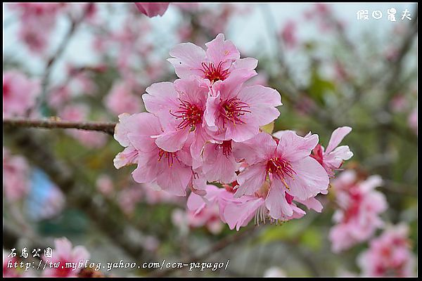 【農夫愛賞花】石馬公園河津櫻＆貓羅溪堤防風鈴木 @假日農夫愛趴趴照