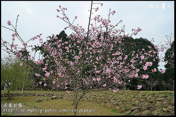 【農夫愛賞花】石馬公園河津櫻＆貓羅溪堤防風鈴木 @假日農夫愛趴趴照