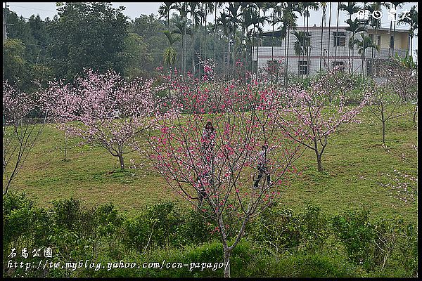 【農夫愛賞花】石馬公園河津櫻＆貓羅溪堤防風鈴木 @假日農夫愛趴趴照