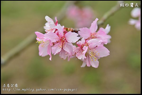 【農夫愛賞花】石馬公園河津櫻＆貓羅溪堤防風鈴木 @假日農夫愛趴趴照