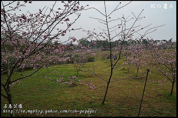 【農夫愛賞花】石馬公園河津櫻＆貓羅溪堤防風鈴木 @假日農夫愛趴趴照