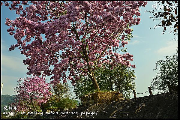 【農夫愛賞花】石馬公園河津櫻＆貓羅溪堤防風鈴木 @假日農夫愛趴趴照