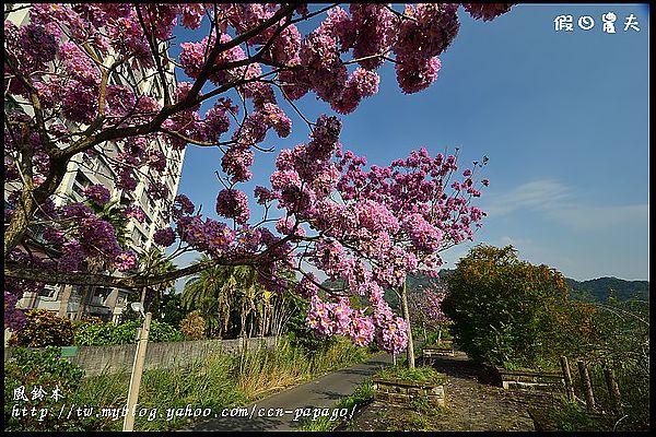 【農夫愛賞花】石馬公園河津櫻＆貓羅溪堤防風鈴木 @假日農夫愛趴趴照