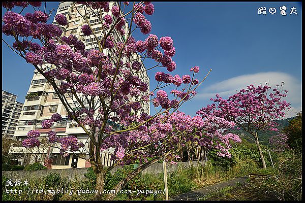 【農夫愛賞花】石馬公園河津櫻＆貓羅溪堤防風鈴木 @假日農夫愛趴趴照